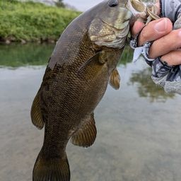 スモールマウスバス