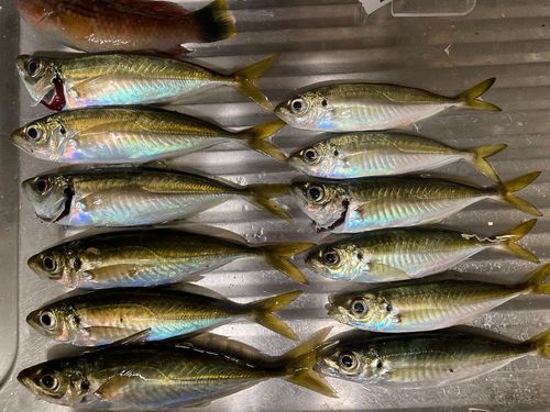 マアジの釣果
