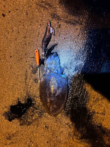 コウイカの釣果