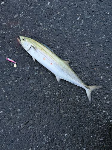 サゴシの釣果