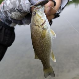 スモールマウスバス