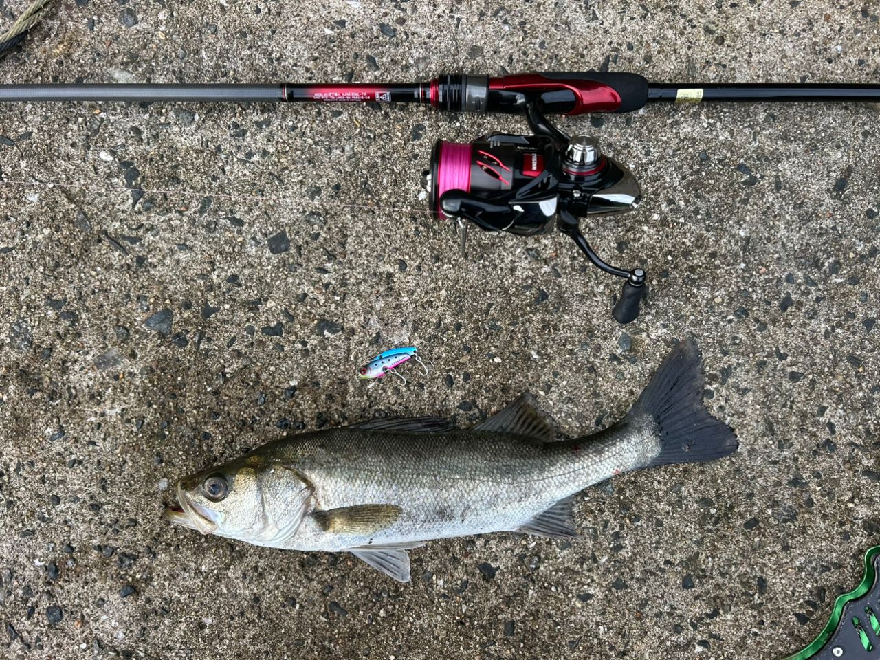 DAIWA 20月下美人 アジング 80ML-Tの最安値・インプレ・釣果