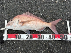 マダイの釣果