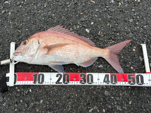 マダイの釣果