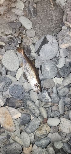 ムツの釣果