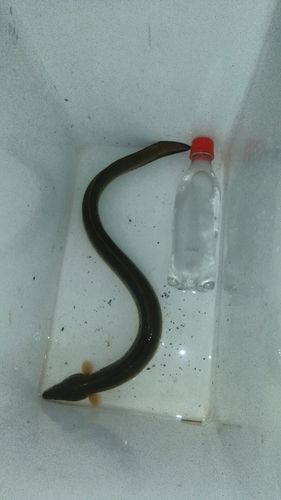 ウナギの釣果
