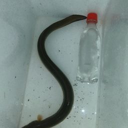 ウナギ