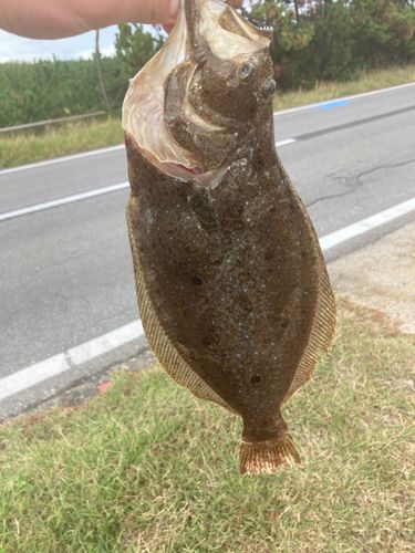 ヒラメの釣果