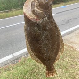 ヒラメ