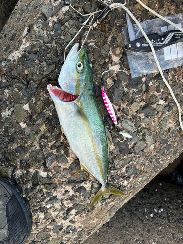 ヤズの釣果