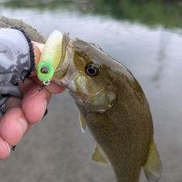 スモールマウスバス