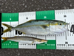 フクラギの釣果