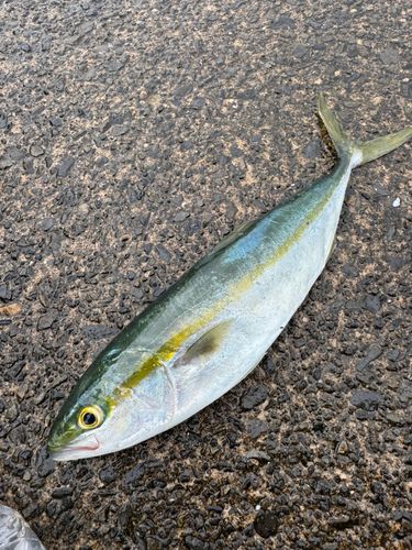ツバスの釣果