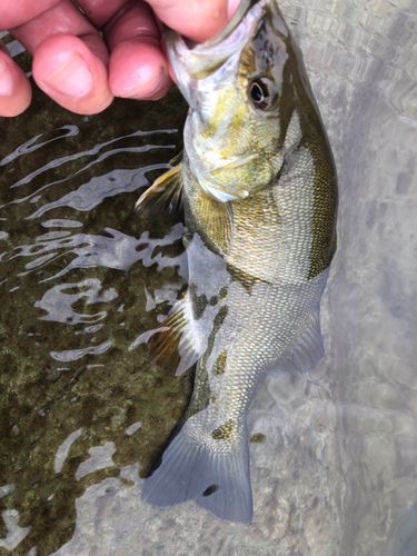 スモールマウスバスの釣果