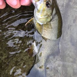 スモールマウスバス