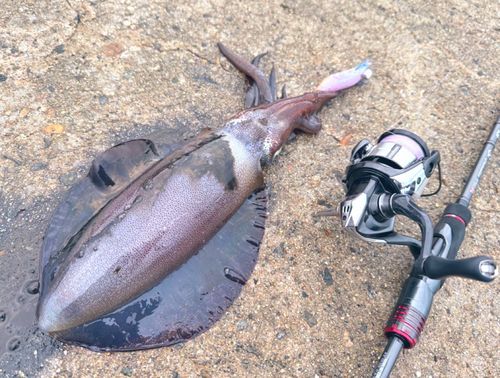 アオリイカの釣果