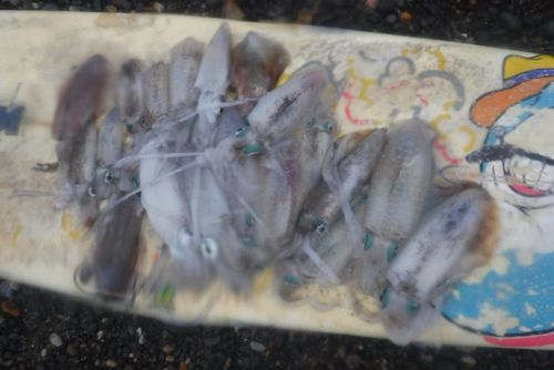 釣果