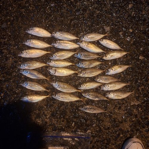釣果