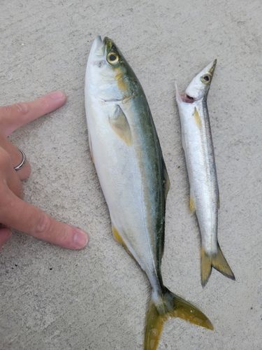 有磯海