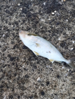 ネリゴの釣果