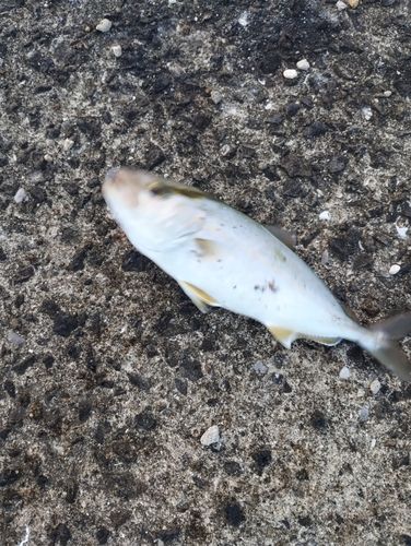 ネリゴの釣果