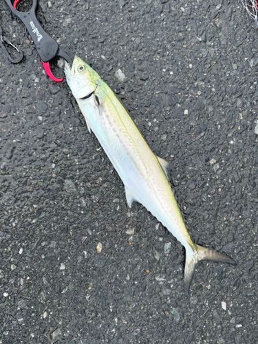 サゴシの釣果