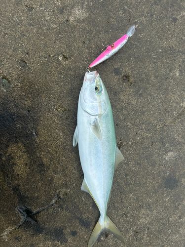 ワカシの釣果