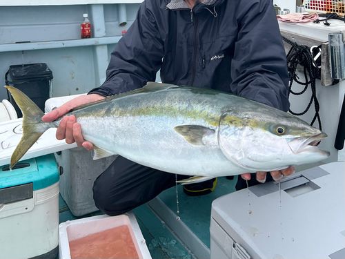 ワラサの釣果