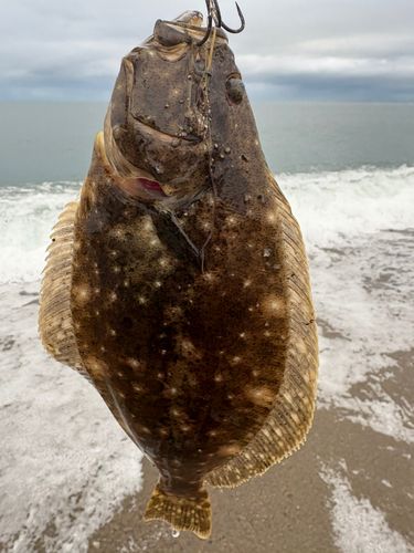 ソゲの釣果