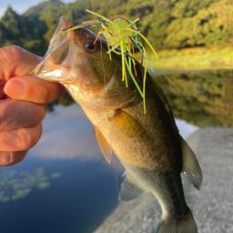 ブラックバス