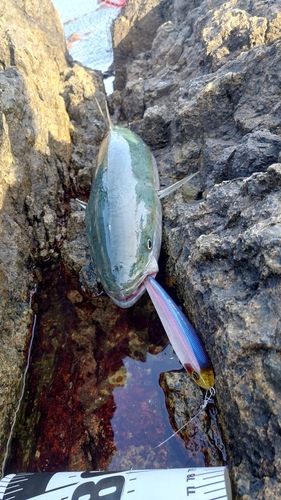 ブリの釣果