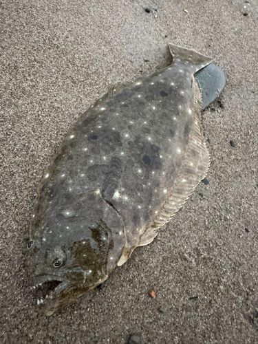 伊良湖サーフ