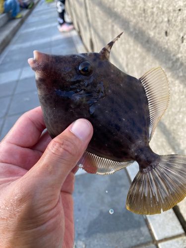 カワハギの釣果