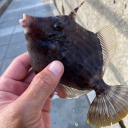 カワハギ
