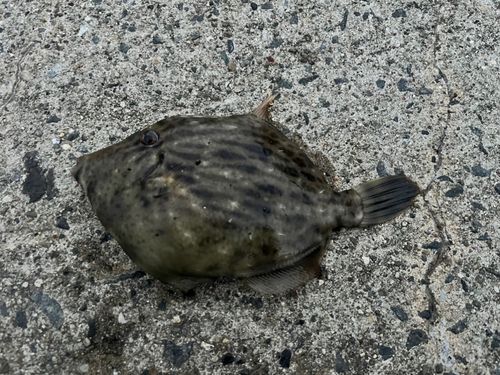 カワハギの釣果