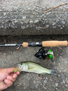 ラージマウスバスの釣果