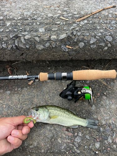 ラージマウスバスの釣果