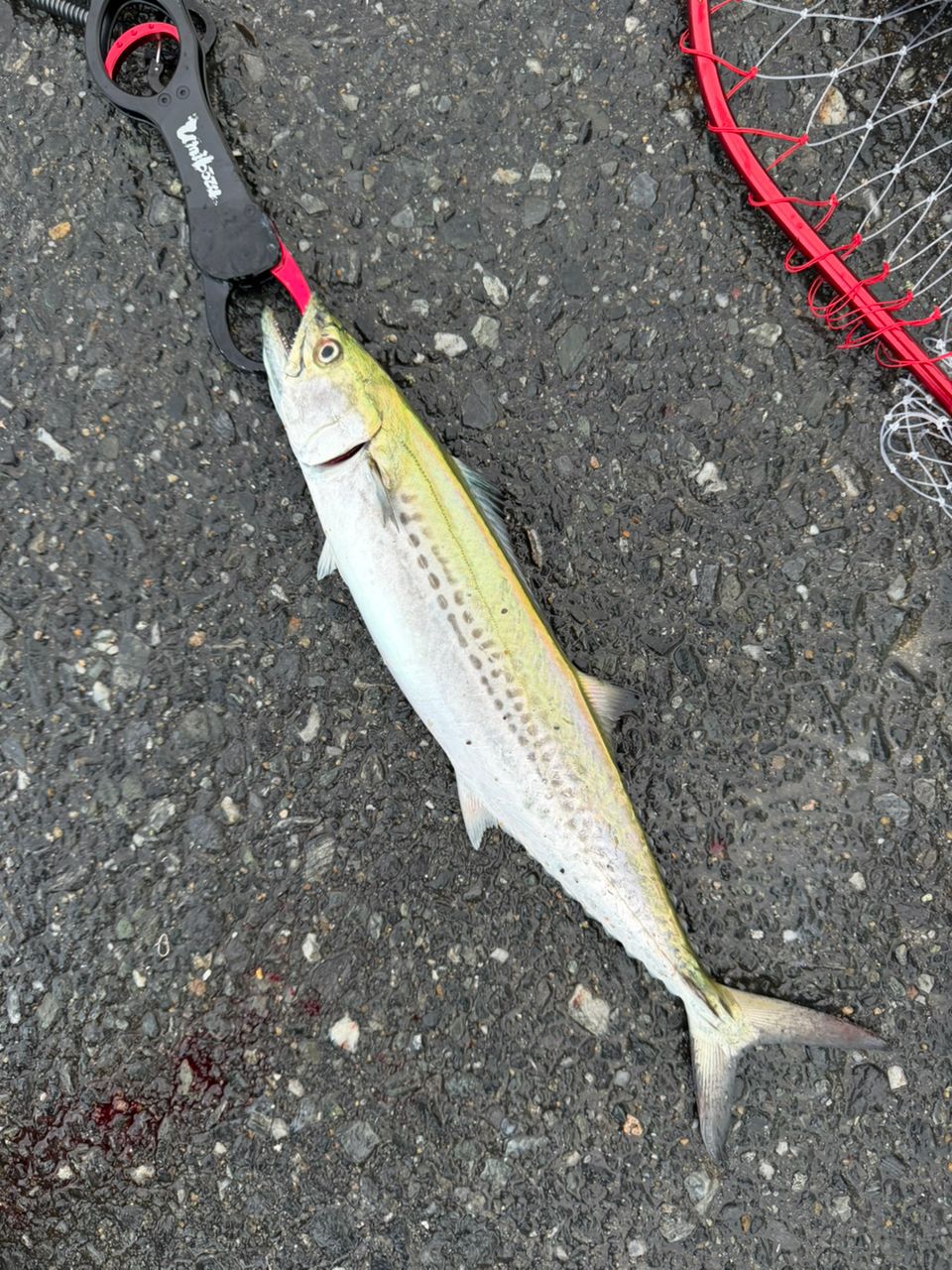 20ルビアスLT4000-CXH 早い者勝ち‼️ DAIWA 20ルビアス LT4000-CXHの最安値・インプレ・釣果 | 本音の