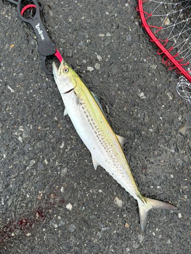 サゴシの釣果