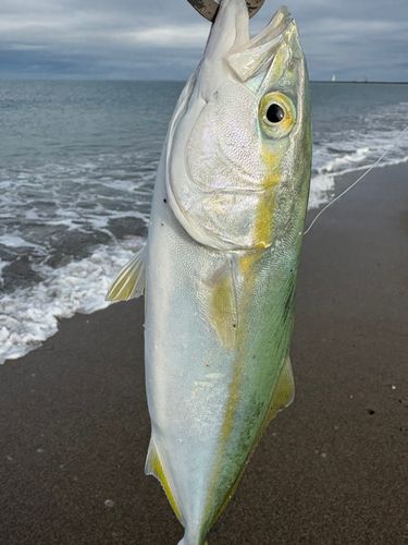 ワカシの釣果