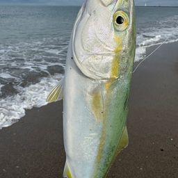 ワカシ