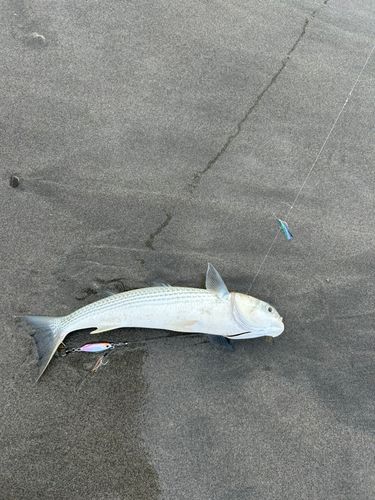 大倉戸海岸