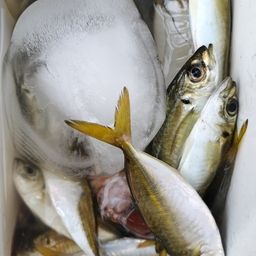 アジ