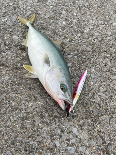 フクラギの釣果