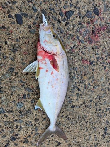 ショゴの釣果