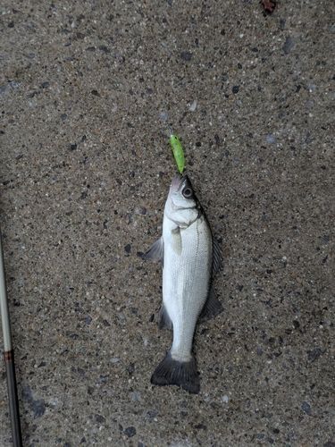 セイゴ（ヒラスズキ）の釣果