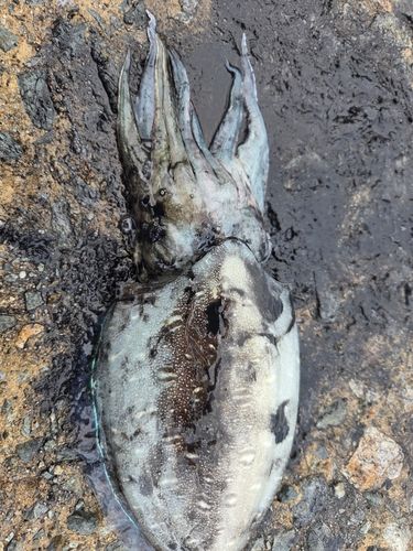 モンゴウイカの釣果