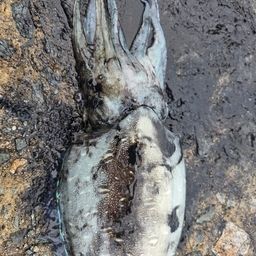 モンゴウイカ