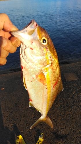 ショゴの釣果