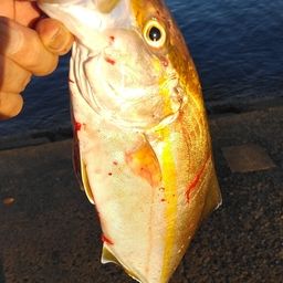 ショゴ